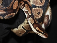 Royal python