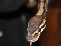 Royal python