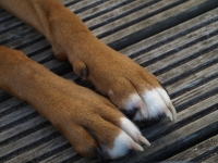 Paws