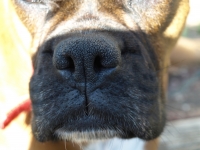 Snout