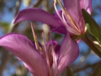 Orchid Tree 2