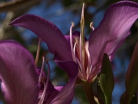 Orchid Tree