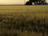 Farmland At Dusk
