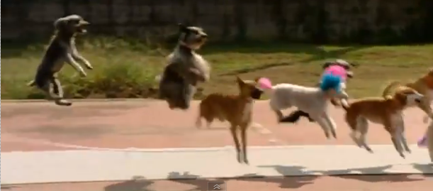 Video of the Week: Skipping Dogs Make World Record