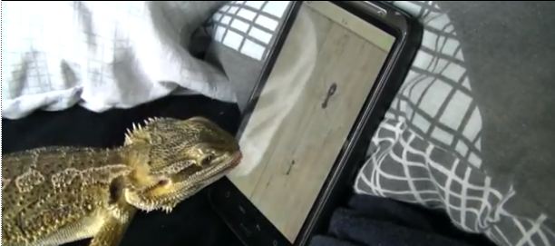 Video of the Week: Bearded Dragon Playing Ant Crusher