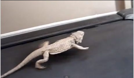 Video of the Week: Bearded Dragon Running on Treadmill