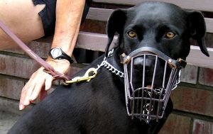 Changes to the law on dangerous dogs