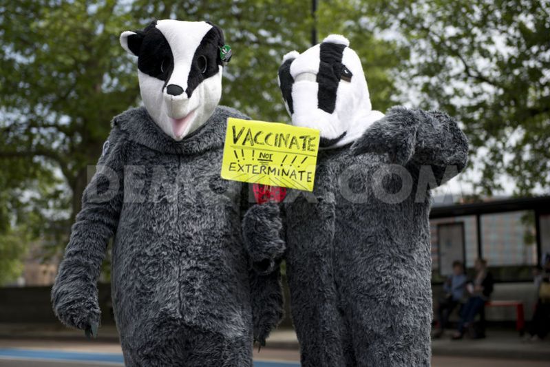 Arrests Over Badger Cull Protests Continue